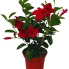 Red Mandevilla Live Plants, Set of 2, 10-12 Inches Tall, Flowering Vine - Image 1