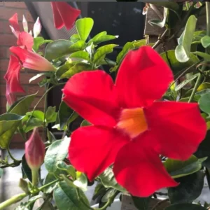 Red Mandevilla Live Plants - Set of 3 Flowering Vines, 5-7 inches, Outdoor - Image 2
