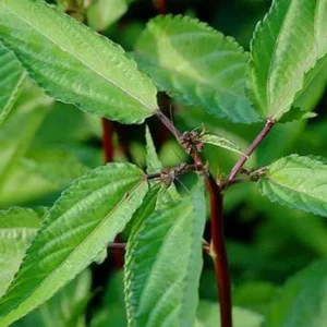 Red Molokhia Seeds - Egyptian Spinach Seeds for Planting (2500 Seeds) - Image 2