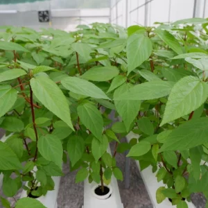 Red Molokhia Seeds - Egyptian Spinach Seeds for Planting (2500 Seeds) - Image 4