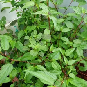 Red Molokhia Seeds - Egyptian Spinach Seeds for Planting (2500 Seeds) - Image 5