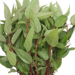 Red Molokhia Seeds - Egyptian Spinach Seeds for Planting (2500 Seeds) - Image 1