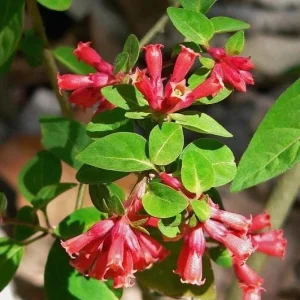 Red Night Blooming Jasmine Live Plant - Cestrum - 5-8