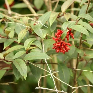 Red Night Blooming Jasmine Live Plant - Cestrum - 5-8