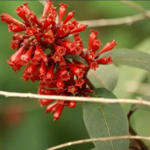 Red Night Blooming Jasmine Live Plant - Cestrum - 5-8