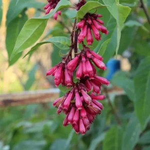 Red Night Blooming Jasmine Live Plant - Cestrum - 5-8
