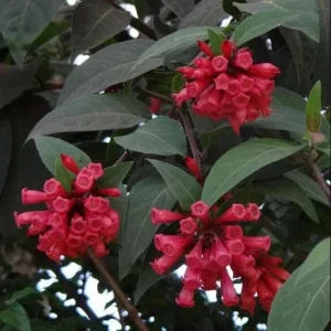 Red Night Blooming Jasmine Live Plant - Cestrum - 5-8