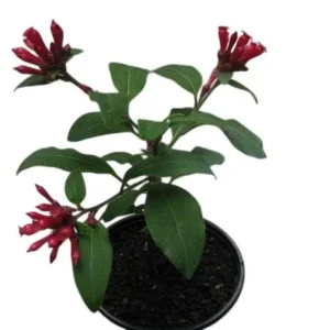 Red Night Blooming Jasmine Live Plant - Cestrum Nocturnum - 2 Pack, 5-8