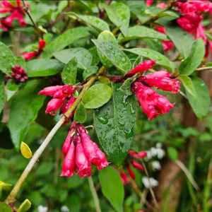 Red Night Blooming Jasmine Live Plant - Cestrum Nocturnum - 2 Pack, 5-8