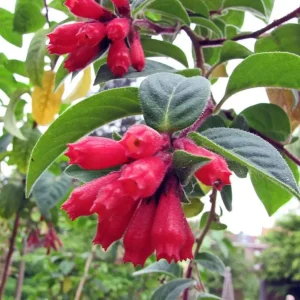 Red Night Blooming Jasmine Live Plant - Cestrum Nocturnum - 2 Pack, 5-8