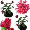 Red Night Blooming Jasmine Live Plant - Cestrum Nocturnum - 2 Pack, 5-8" Tall - Image 1