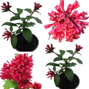 Red Night Blooming Jasmine Live Plant - Cestrum Nocturnum - 2 Pack, 5-8