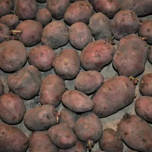 Red Norland Seed Potatoes - Certified Heirloom Plant Tuber Spud - 1-10 Lbs - Image 2