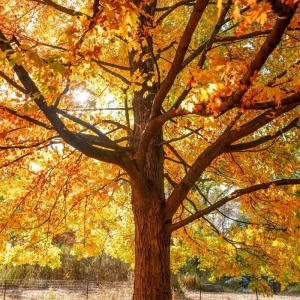 Red Oak Tree Live Plant - 6-12'' Tall Seedling in Quart Pot - Outdoor Shade Tree - Image 5