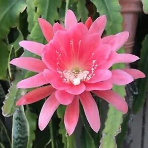 Red Orchid Cactus Live Plant – 1 Ft Tall, Fully Rooted in 4