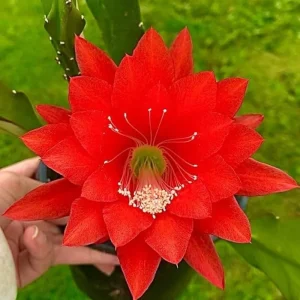 Red Orchid Cactus Live Plant – 1 Ft Tall, Fully Rooted in 4
