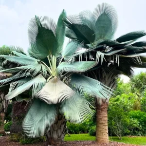 Red Palm Tree Live Plant – Fully Rooted 3 Gallon Pot – Tropical Indoor/Outdoor - Image 2