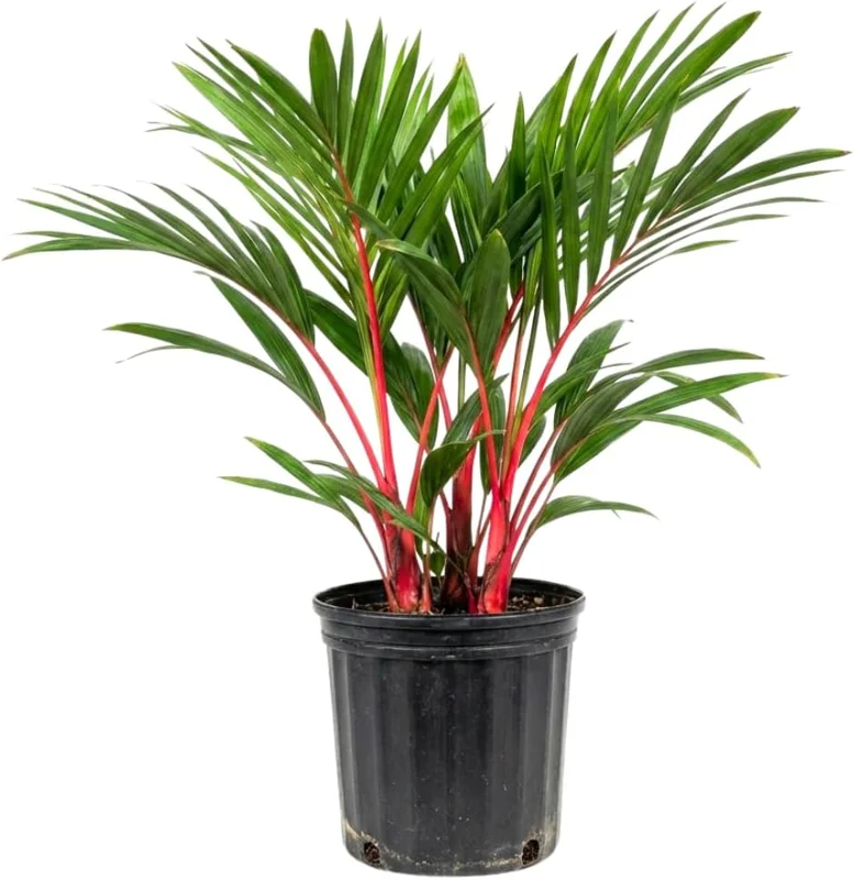 Red Palm Tree Live Plant – Fully Rooted 3 Gallon Pot – Tropical Indoor/Outdoor - Image 3
