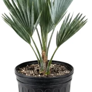 Red Palm Tree Live Plant – Fully Rooted 3 Gallon Pot – Tropical Indoor/Outdoor - Image 4