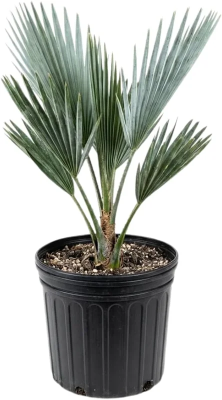 Red Palm Tree Live Plant – Fully Rooted 3 Gallon Pot – Tropical Indoor/Outdoor - Image 4