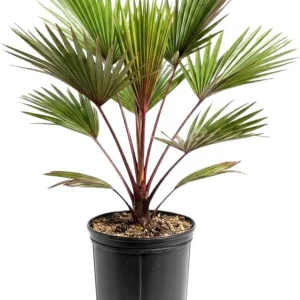 Red Palm Tree Live Plant – Fully Rooted 3 Gallon Pot – Tropical Indoor/Outdoor - Image 5