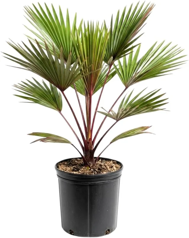 Red Palm Tree Live Plant – Fully Rooted 3 Gallon Pot – Tropical Indoor/Outdoor - Image 5