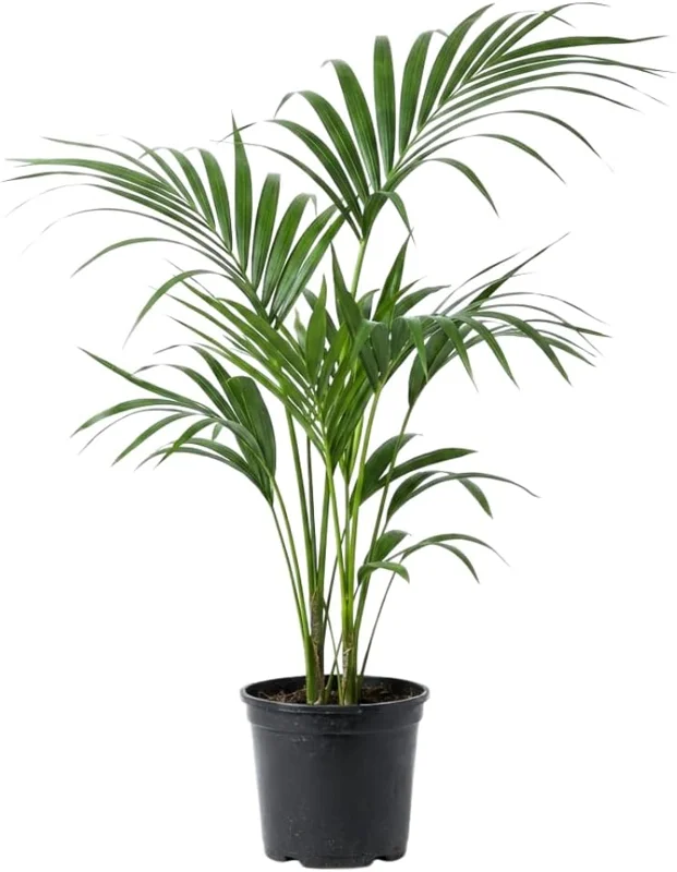 Red Palm Tree Live Plant – Fully Rooted 3 Gallon Pot – Tropical Indoor/Outdoor - Image 6