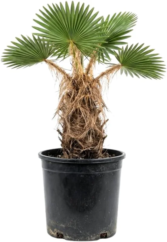 Red Palm Tree Live Plant – Fully Rooted 3 Gallon Pot – Tropical Indoor/Outdoor - Image 8