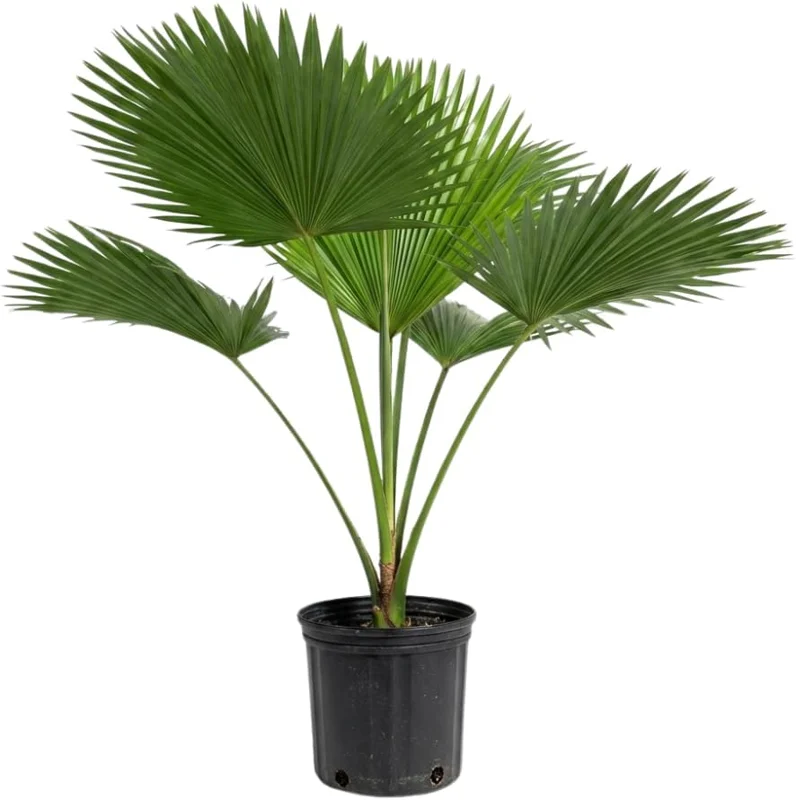 Red Palm Tree Live Plant – Fully Rooted 3 Gallon Pot – Tropical Indoor/Outdoor - Image 9