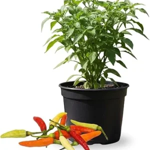 Red Pepper Live Plants – 2 Pack, 4 Inch Pot – Garden & Patio Vegetable - Image 3