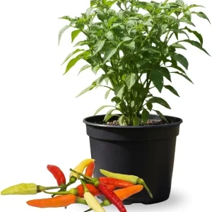 Red Pepper Live Plants – 2 Pack, 4 Inch Pot – Garden & Patio Vegetable - Image 4