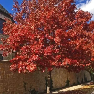 Red Pin Oak Tree Live Plant 4