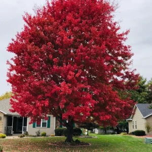 Red Pin Oak Tree Live Plant 4