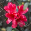 Red-Pink Azalea Live Plant - Cold Hardy Reblooming Shrub for Outdoor Gardening - Image 1