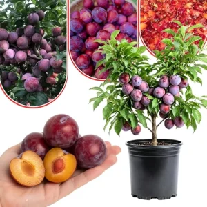 Red Plum Tree Live Plant 2-3 Feet Tall - Hardy, Early Bearing Variety, Bareroot - Image 1