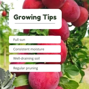 Red Plum Tree Live Plant 2-3 ft Tall – Sweet & Juicy Fruit – Outdoor - Image 4