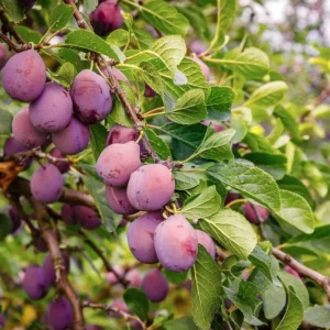 Red Plum Tree Live Plant 2-3 ft Tall – Sweet & Juicy Fruit – Outdoor - Image 5