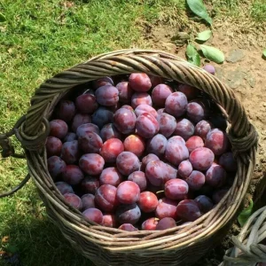 Red Plum Tree Live Plant 2-3 ft Tall – Sweet & Juicy Fruit – Outdoor - Image 7
