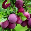 Red Plum Tree Live Plant 2-3 ft Tall – Sweet & Juicy Fruit – Outdoor - Image 1