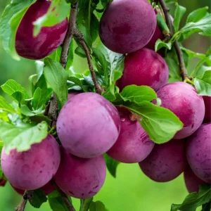 Red Plum Tree Live Plant 2-3 ft Tall – Sweet & Juicy Fruit – Outdoor - Image 1