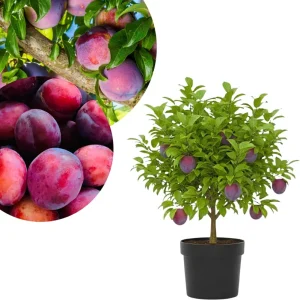 Red Plum Tree Live Plant – 2-3 Years Old – 2-3 Feet Tall – Sweet Red Plum - Image 1