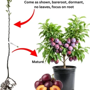 Red Plum Tree Live Plant 3 Feet Tall | Sweet Fruit Variety | Bareroot Outdoor - Image 3