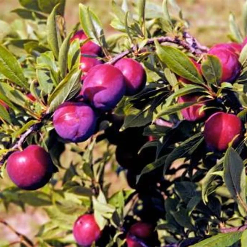 Red Plum Tree Live Plant 3 Feet Tall | Sweet Fruit Variety | Bareroot Outdoor - Image 4