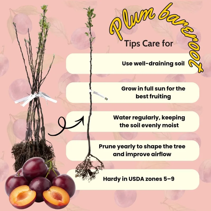 Red Plum Tree Live Plant 3 Feet Tall | Sweet Fruit Variety | Bareroot Outdoor - Image 5