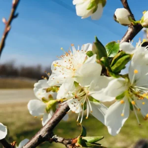 Red Plum Tree Live Plant 3 Feet Tall | Sweet Fruit Variety | Bareroot Outdoor - Image 6