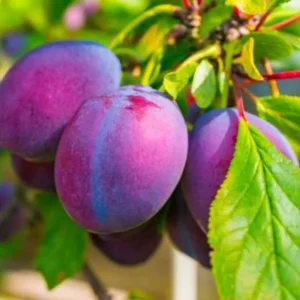 Red Plum Tree Live Plant 3 Feet Tall | Sweet Fruit Variety | Bareroot Outdoor - Image 7