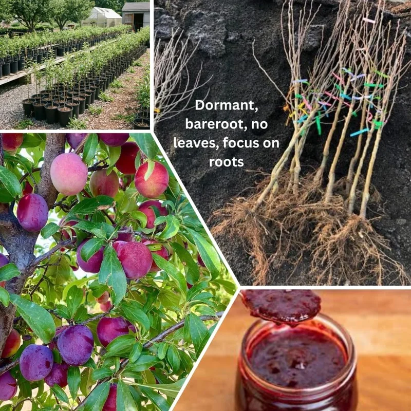 Red Plum Tree Live Plant 3 Feet Tall | Sweet Fruit Variety | Bareroot Outdoor - Image 8