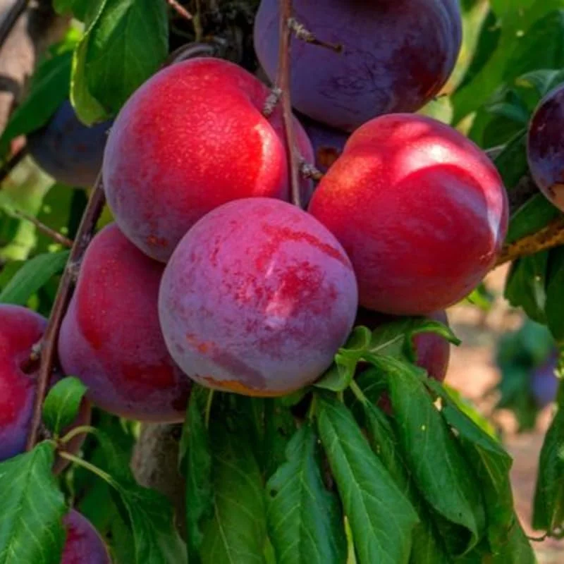 Red Plum Tree Live Plant 3 Feet Tall | Sweet Fruit Variety | Bareroot Outdoor - Image 9