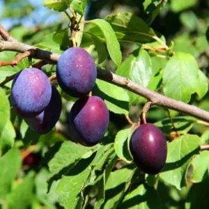 Red Plum Tree Live Plant – 3 Feet Tall, Sweet Fruit, Bareroot & Dormant - Image 6