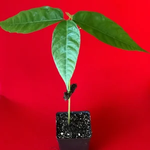 Red Pod Theobroma Cacao Live Plant - Cocoa Chocolate Fruit Tree Starter Seedling, 10-13